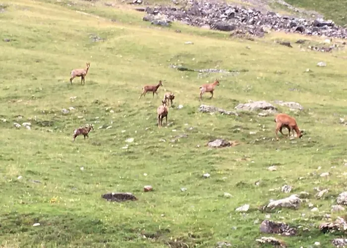 Piau Engaly 50 M Des Pistes De Et Du Cœur De Station Appartement Aragnouet