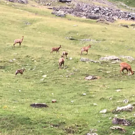 Piau Engaly 50 M Des Pistes De Et Du Coeur De Station 아파트 아라뉴엣