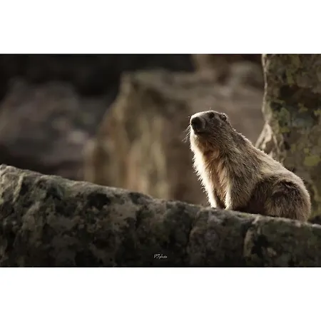 Piau Engaly 50 M Des Pistes De Et Du Coeur De Station 아파트 아라뉴엣