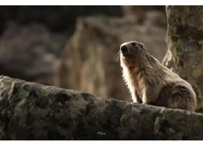 Piau Engaly 50 M Des Pistes De Et Du Cœur De Station Appartement Aragnouet